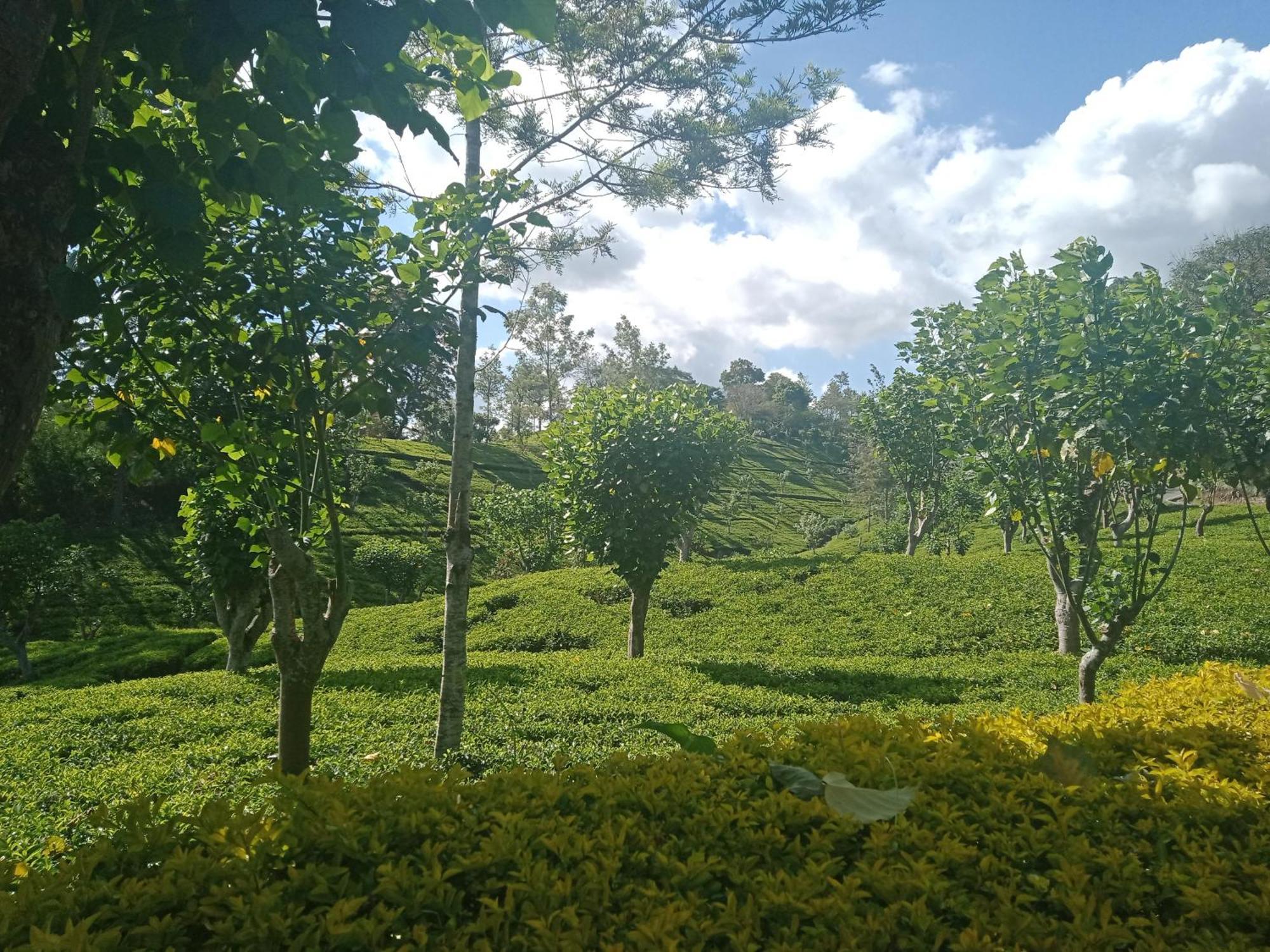 Princess Of Dickoya Homestay ฮัตตอน ห้อง รูปภาพ